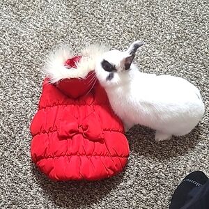 Red Pet Puffer Bow Coat Small.